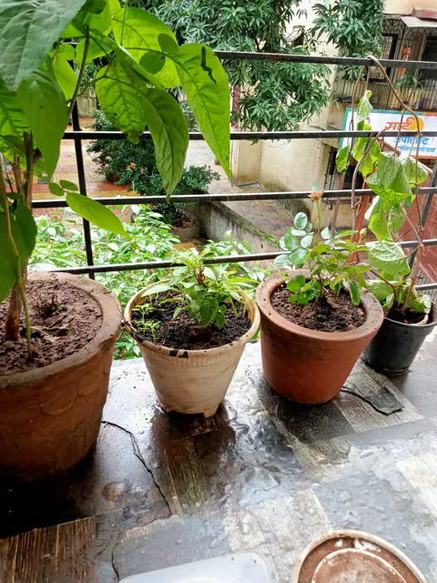Tree Plantation 2026 – Head Office