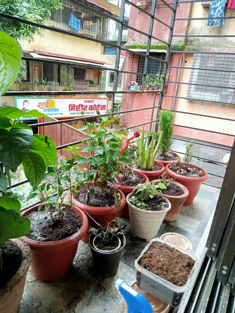Tree Plantation 2026 – Head Office