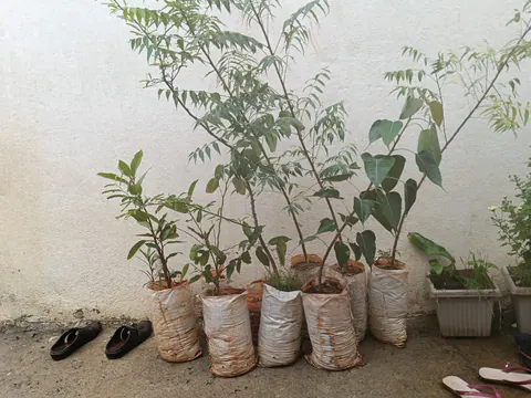 Tree Plantation 2026 – Karnataka