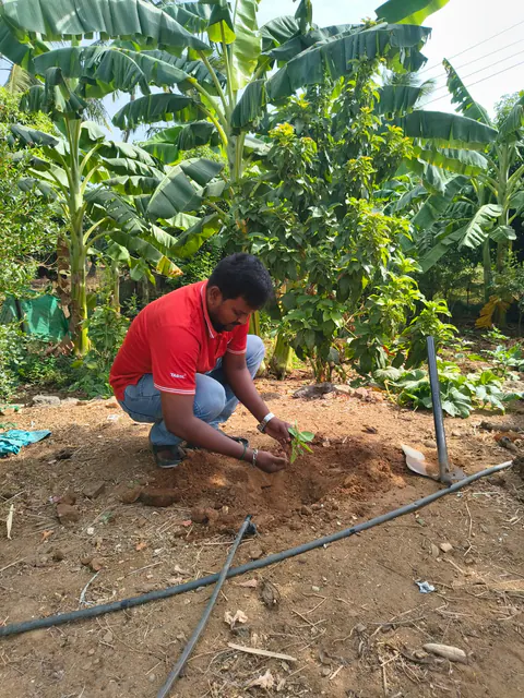 Tree Plantation 2026 – Tamil Nadu