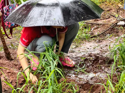 Tree Plantation 2026 – Wadhwa